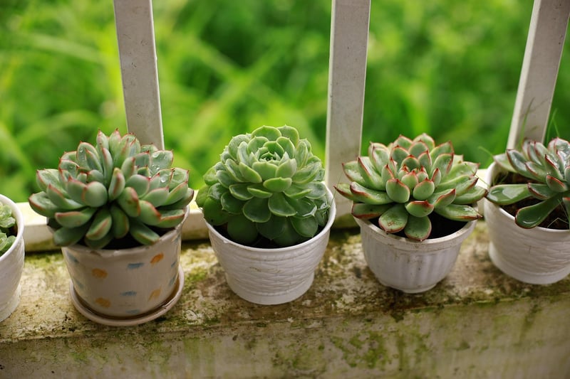 Balcony garden inspiration