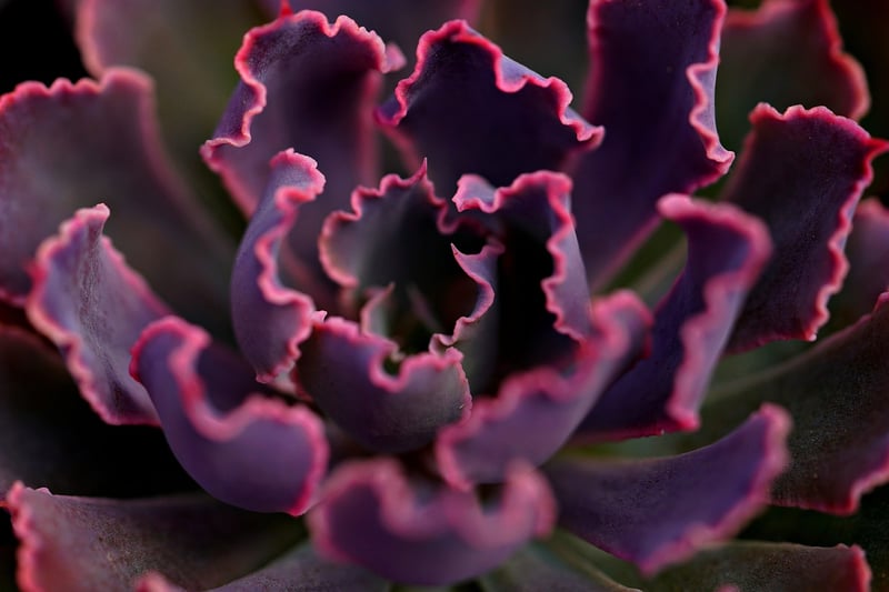 Succulent Wall Art